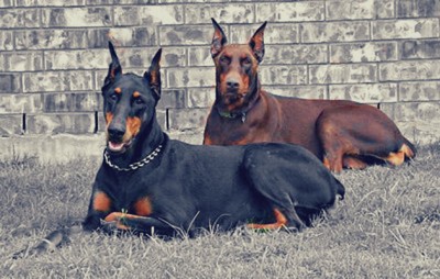 doberman pinscher.jpg