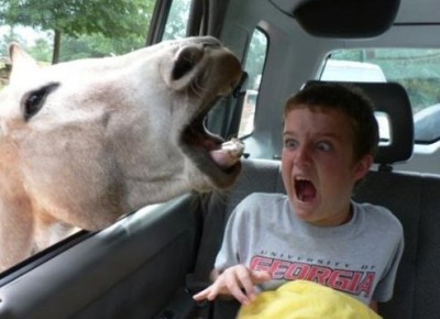 ane_faire_peur_enfant.jpg